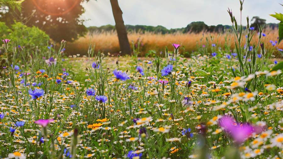 Alles over natuurlijke tuinen